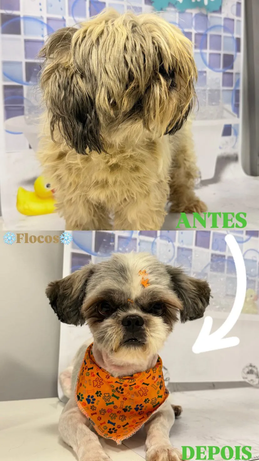 Antes e Depois Pet 2